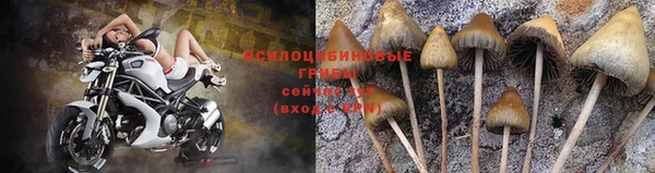 крисы Вязьма